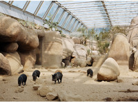 Boars, Burghers Zoo, Arnhem, The Netherlands