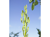 Night Garden (cardiocrinum seed pods) Wendy McMurdo 2020