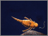 [thumbnail of eurypterid.jpg]